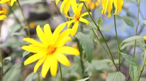 MVI 5431 1 Stock Footage 8958842