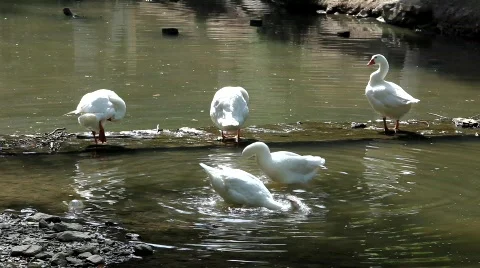 MVI 5485 Video stock 740038