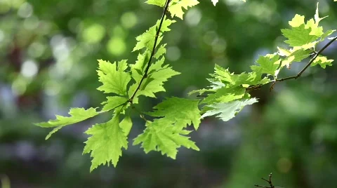 MVI 5502 Video stock 740042