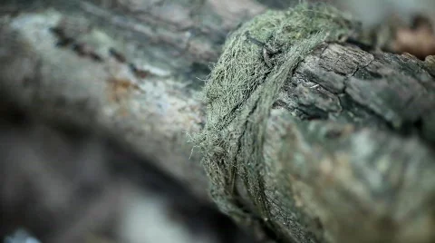 MVI 5511 Video stock 740047