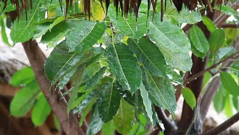 MVI 5638 Stock Footage 10835826