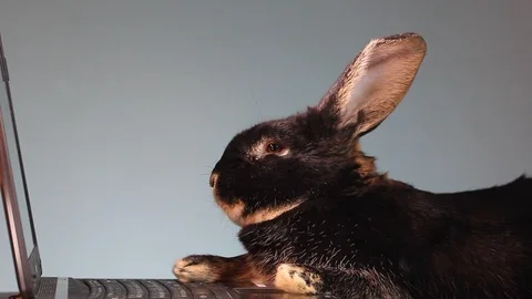MVI 5663 Black big rabbit lies next to a laptop Stock Footage 86324418