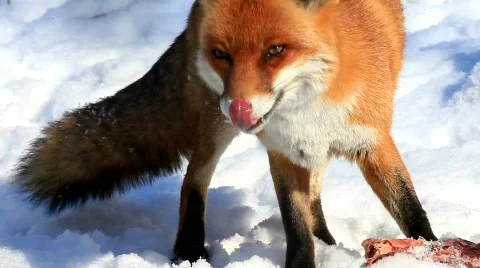 MVI 5666-1 Video stock 648334