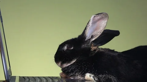 MVI 5666 On the laptop screen is looking black rabbit Stock Footage 86324444