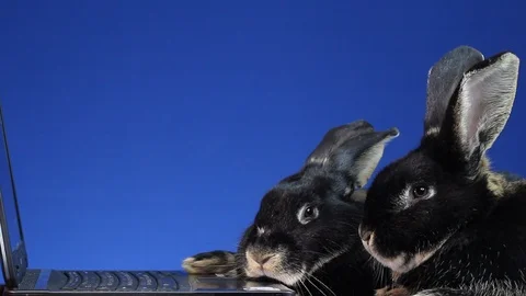MVI 5672 On blue background two rabbits are looking at laptop Stock Footage 86324491