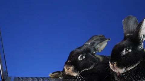 MVI 5678 On the blue background two rabbits looking at laptop Stock Footage 86324367