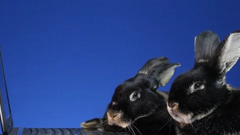 MVI 5679 Two rabbits looking at a laptop on a blue background Stock Footage 86321819