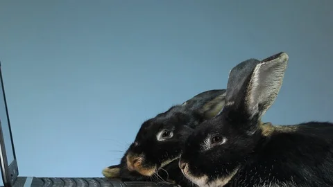 MVI 5686 On the light blue background rabbits looking at laptop Stock Footage 86321837