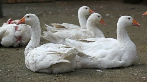 MVI 5687 Video stock 8831022