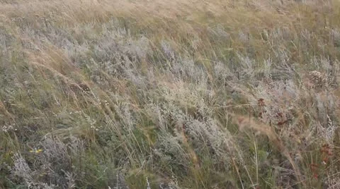 MVI 5718 Stock Footage 8919489