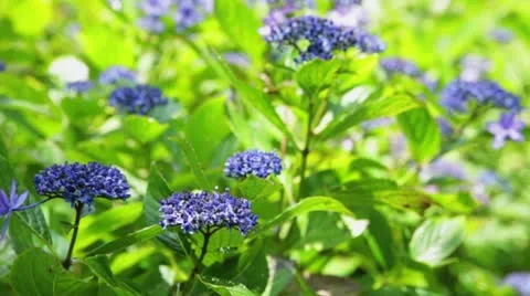 MVI 5877 Stock Footage 11348731