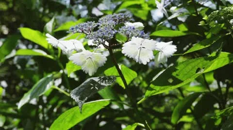 MVI 5882 Vídeos de archivo 11348729