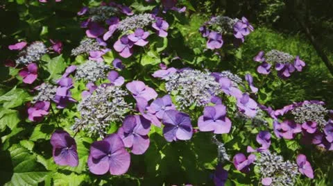 MVI 5885 Stock-Footage 11348738