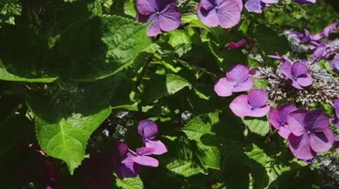 MVI 5886 Stock Footage 11348736