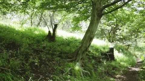 MVI 5893 Stock Footage 11348830