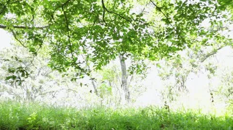 MVI 5896 Stock-Footage 11348855