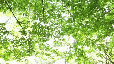 MVI 5897 Vídeos de archivo 11348858