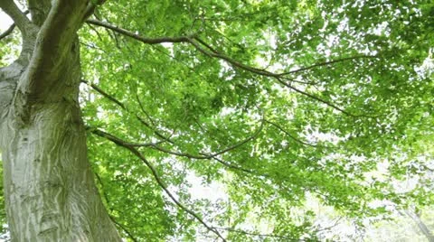 MVI 5899 Stock Footage 11348859