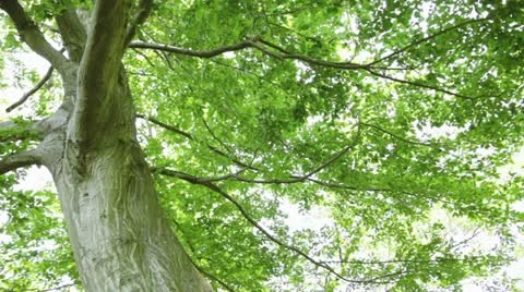 MVI 5900 Vídeos de archivo 11348867