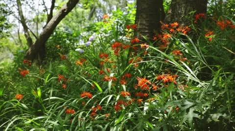 MVI 5903 動画素材 11348877