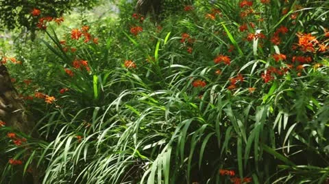 MVI 5904 Stock Footage 11348934