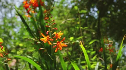 MVI 5905 Stock Footage 11348998