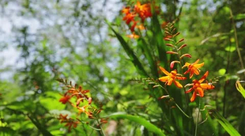 MVI 5906 Vídeos de archivo 11349005