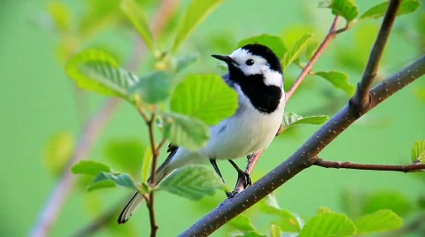 MVI 6022fr Stock Footage 368614