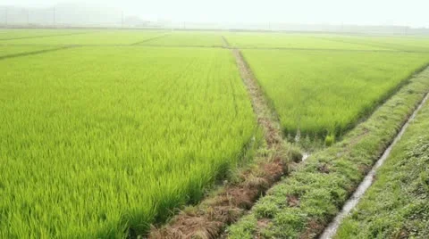 MVI 6178 Stock Footage 11671730