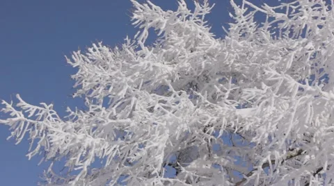 MVI 6288 Stock Footage 2042019