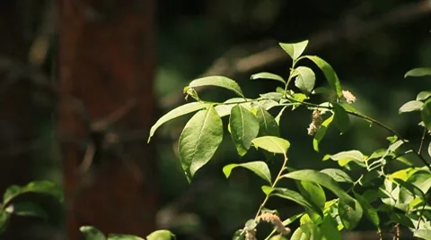 MVI 6468 Stock Footage 7894079