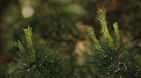 MVI 6469 Stock Footage 7894024