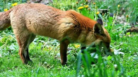 MVI 6507 Video stock 734195