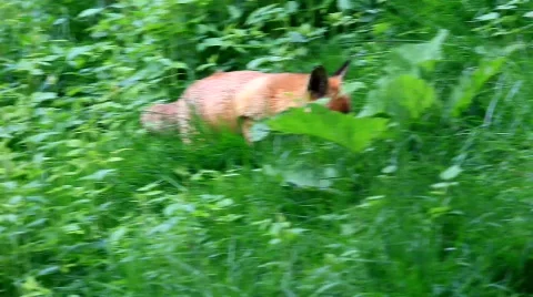 MVI 6509 Stock Footage 734190