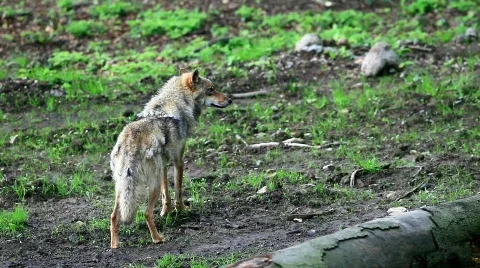 MVI 6515 Stock Footage 734159