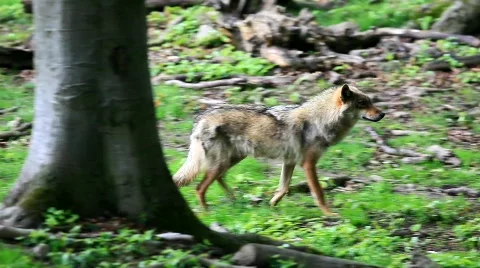 MVI 6516 Stock Footage 734155