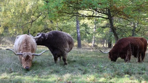 MVI 6538 Stock Footage 296822355