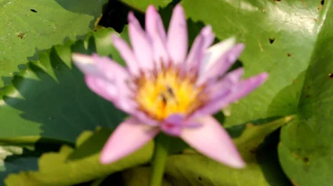MVI 6538fix24bee on purple lotus as background Stock Footage 36332737