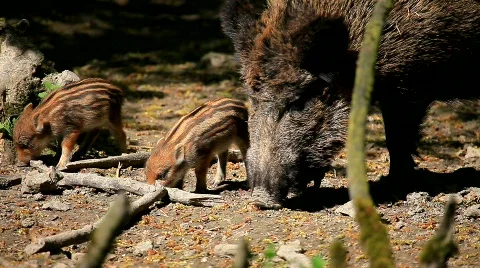 MVI 6590 Stock Footage 375128