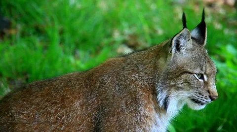 MVI 6610 Stock Footage 375148