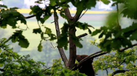 MVI 6624 Stock Footage 729193