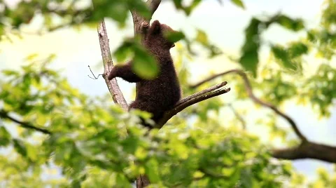 MVI 6630 Video stock 729172