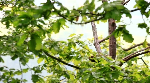 MVI 6631 Stock Footage 729142