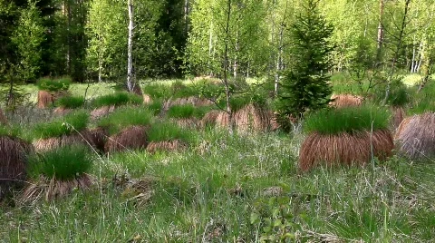 MVI 6674 Stock Footage 740070