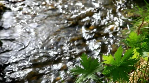 MVI 6676 Stock Footage 740093