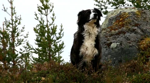 MVI 6698 Stock Footage 740141