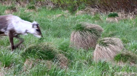 MVI 6765 Stock Footage 740171