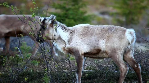 MVI 6803 Stock Footage 750796