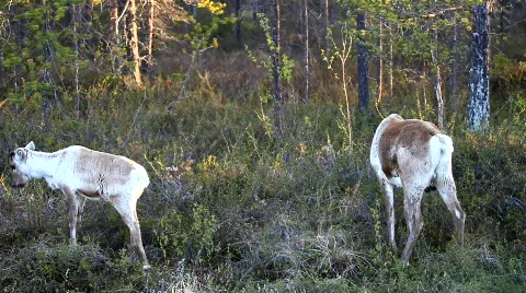 MVI 6828 Stock Footage 740192