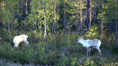 MVI 6829 Stock Footage 740200